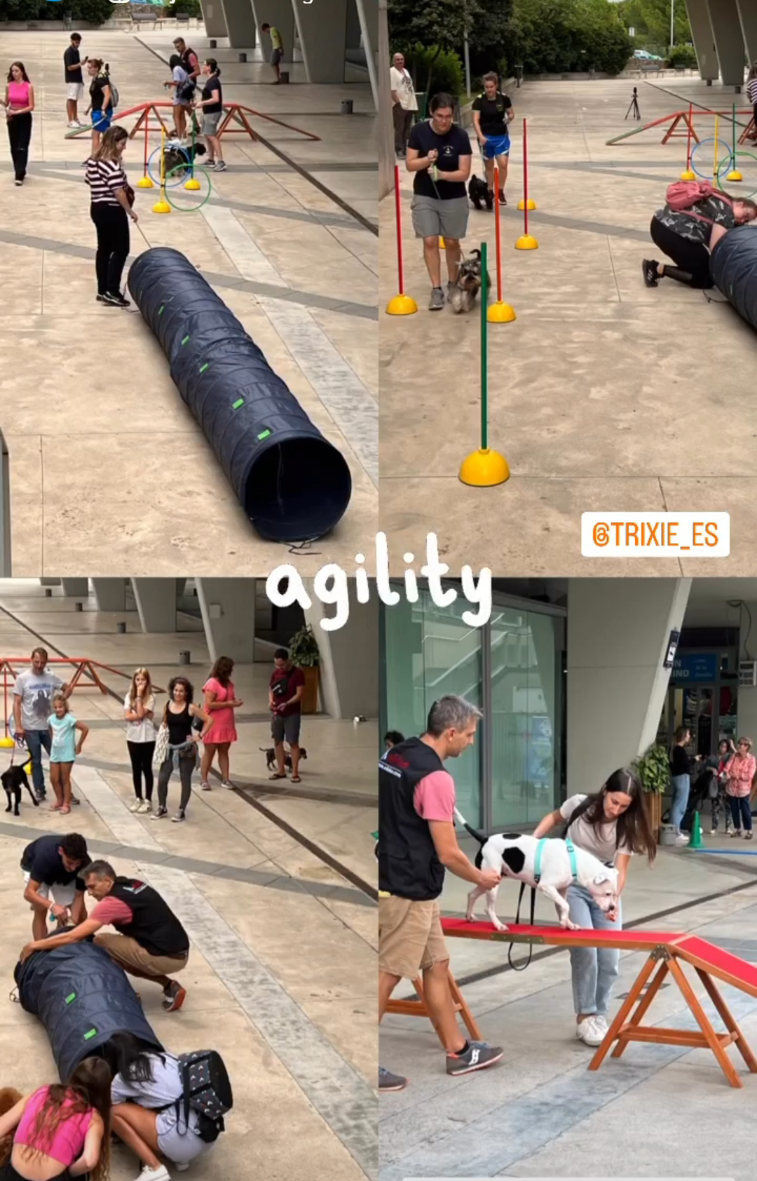 ¿Qué se hace en un taller de adiestramiento canino? ¡Te lo explicamos!